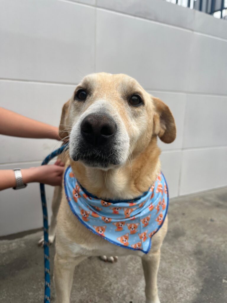 Bill - cachorro caramelo claro. porte grande, adulto.