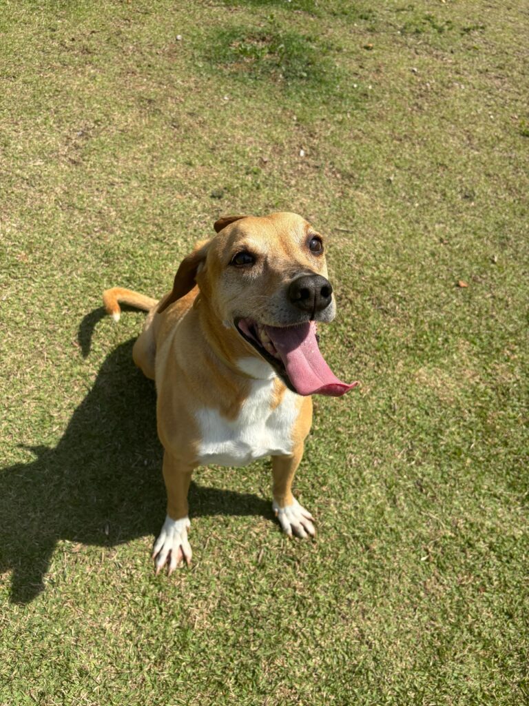 cachorro caramelo, com peito branco. porte pequeno. No gramado, com a lingua de fora, em sinal de feliz.