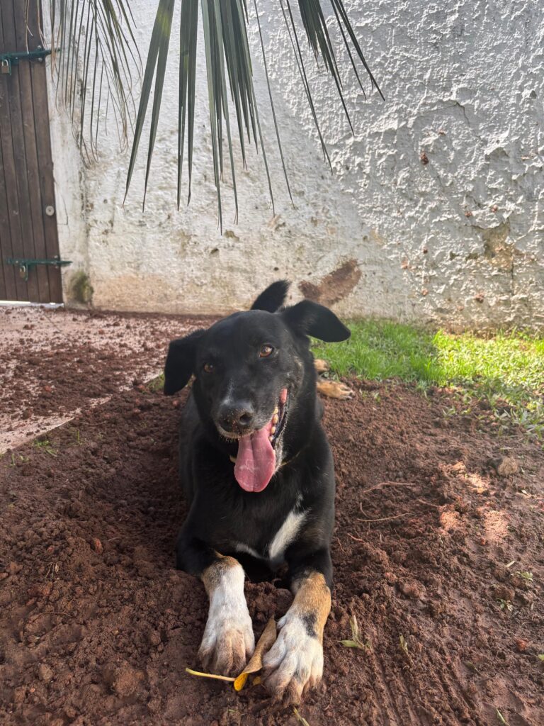 cachorro preto, com as patas brancas e marrom. Bem alegre no pátio. adulto e porte médio.