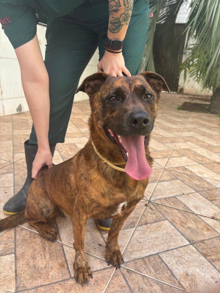 cachorro malhado marrom com preto. Adulto, porte médio.