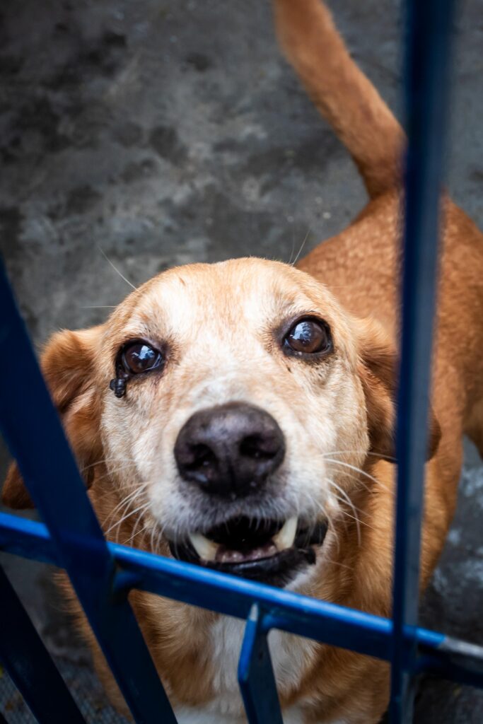 Cachorro caramelo, adulto, porte grande, no canil da dibea.