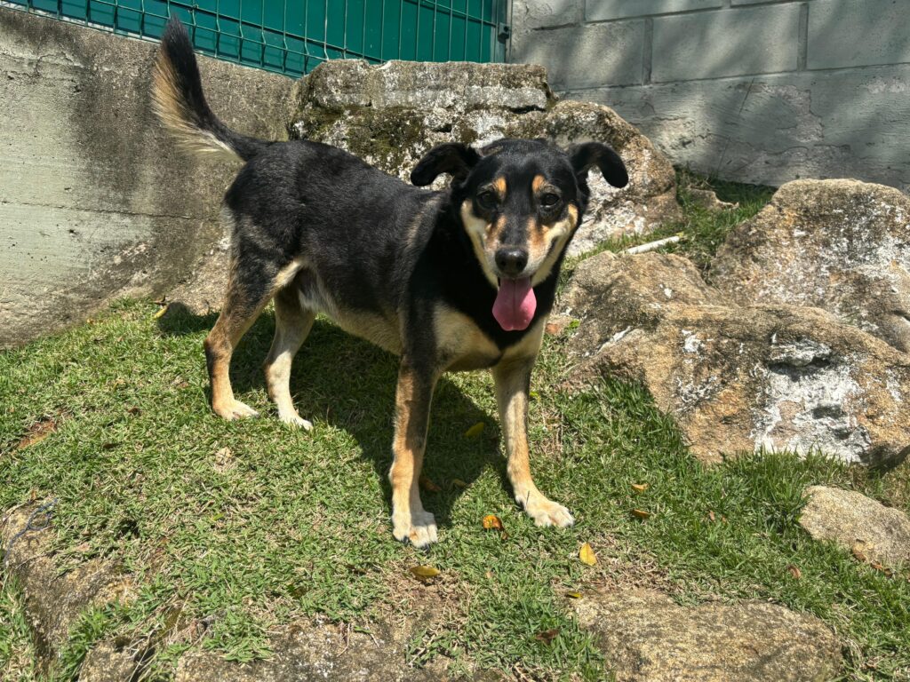 cachorro preto e marrom, no parque da dibea, proximos a algumas pedras e grama.