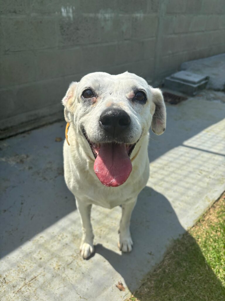 cachorro branco, porte médio, no parque da dibea.