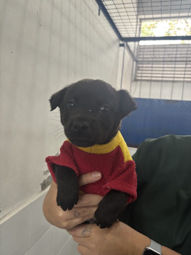 filhote de cão, cor preta, vestindo blusinha vermelha e amarela, sendo segurado mãos de mulher.