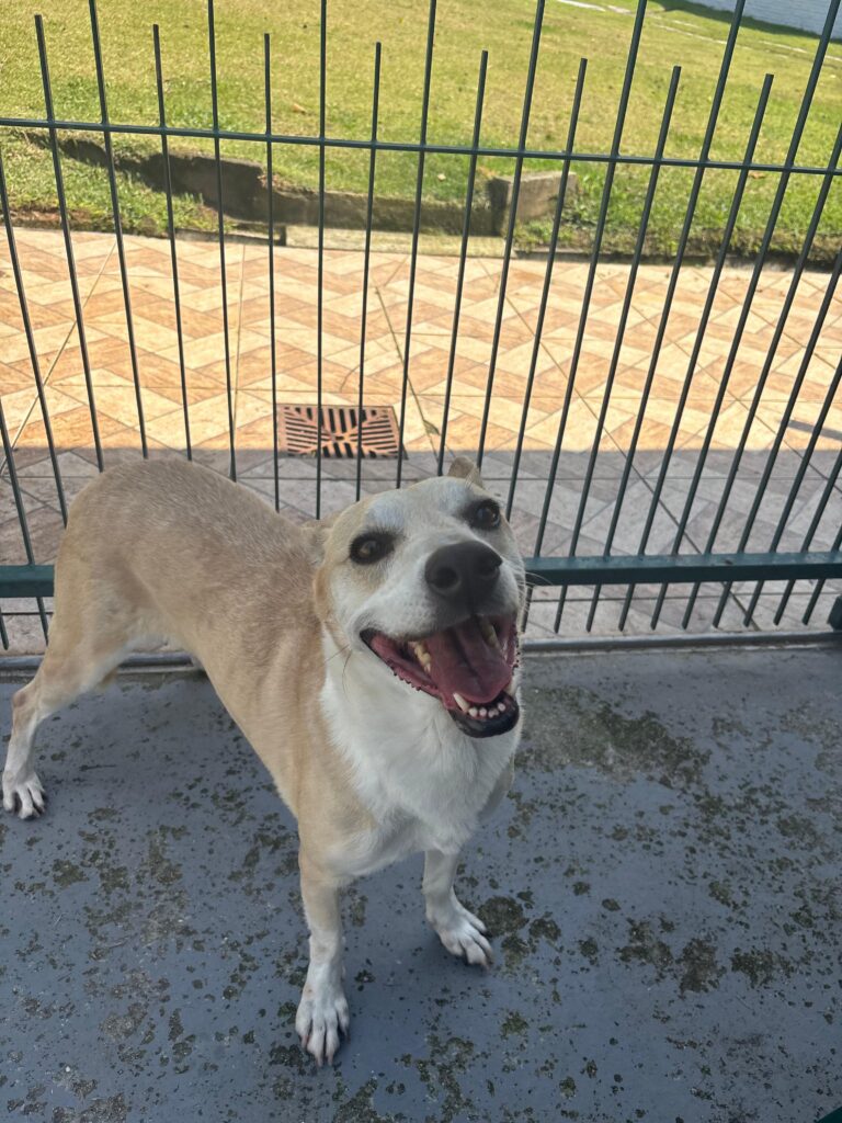 Cachorro caramelo claro, porte de médio para pequeno, dentro do canil.