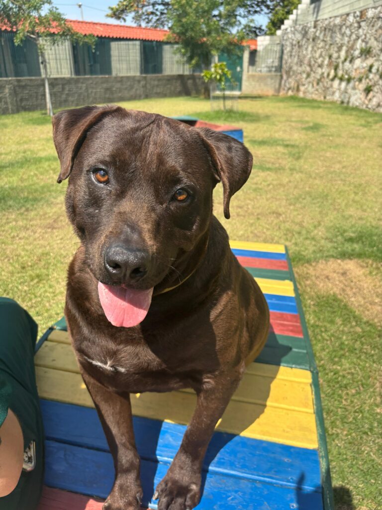 cachorro marrom escuro, porte médio, em cima de brinquedo de madeira no parque da dibea.