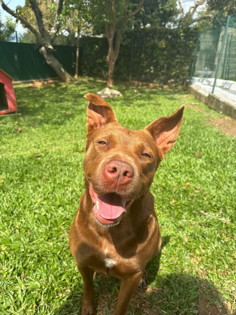 cachorro marrão, porte médio, sorrindo para a foto, em dia de sol, no gramado.