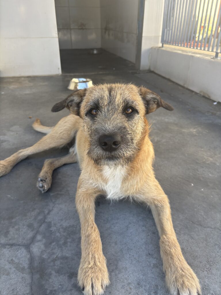 Cachorro caramelho de porte médio, deitado dentro do canil, de frente para câmara, com aparência de dócil.