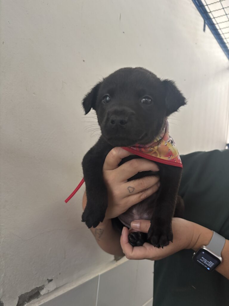 Ravi - espécie canina, macho, filhote.