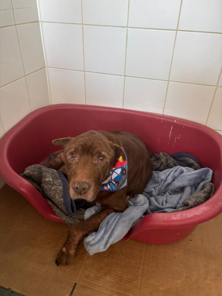 Teddy - espécie canina, porte médio, adulto, macho e castrado.