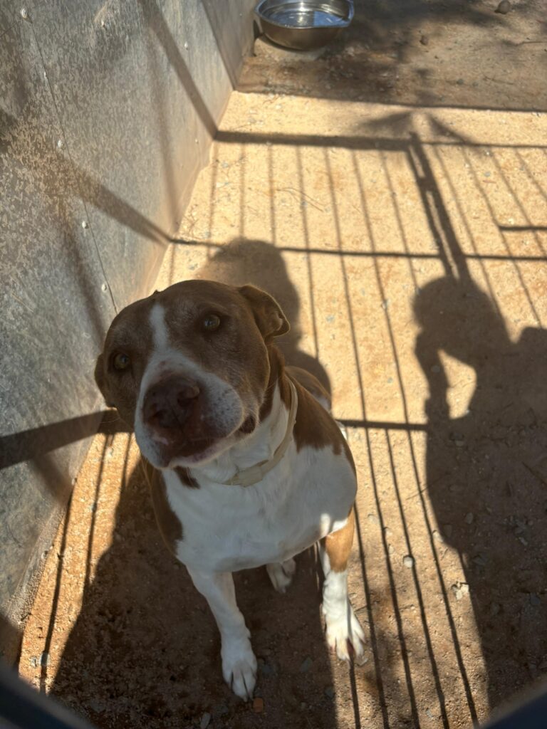 Trindade - especie canina, macho, castrado, porte grande, idoso.