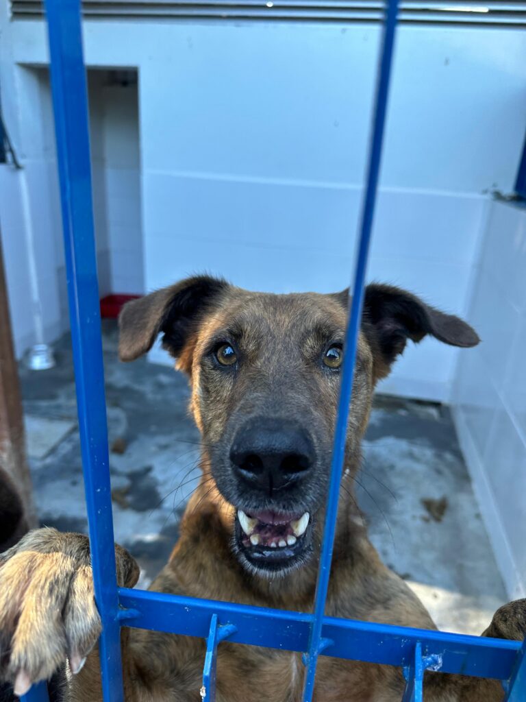 Tyger - espécia canina, castrado, adulto, porte médio.