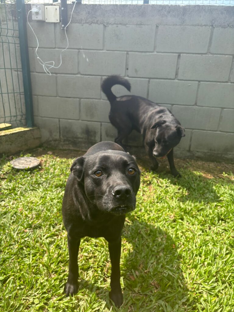 dois cachorros pretos, porte médio, adultos.