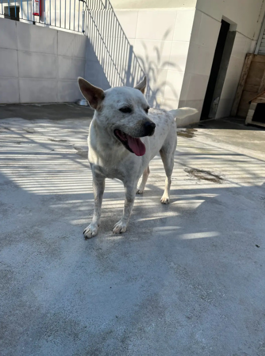 cachorro branco, adulto, porte pequeno no canil.