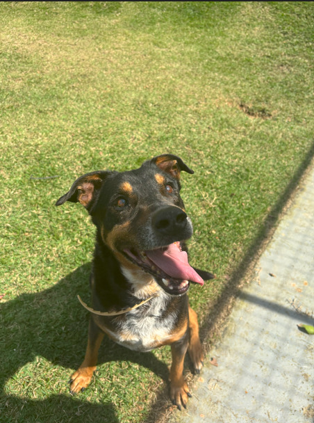 cachorro porte pequeno, preto com marrom, no gramado da dibea.